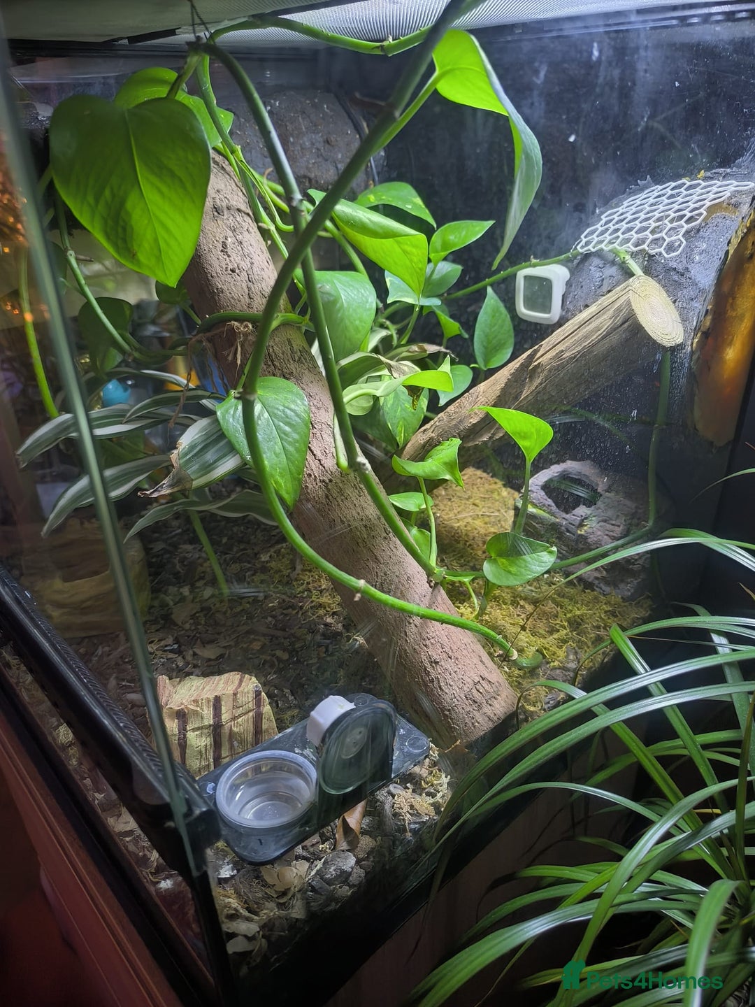 Gecko reptiles for sale: Crested Gecko for sale with terarium  - Advert 3