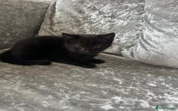 Mixed Breed cats for sale: 3 kittens for sale  - Image 8