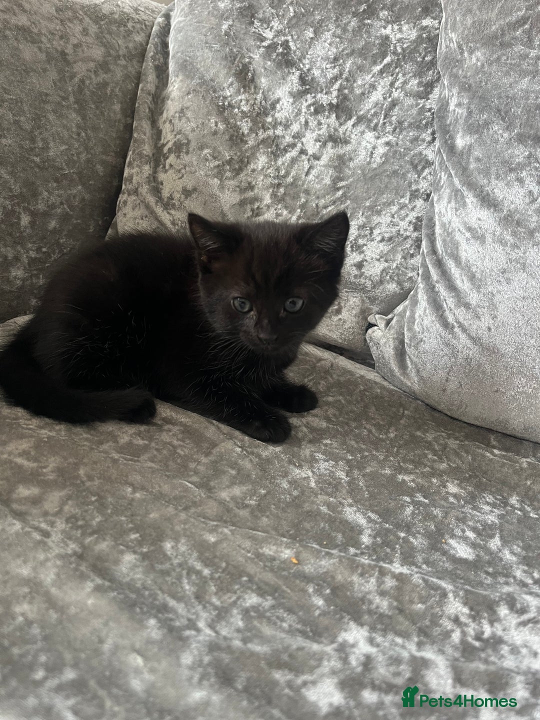 Mixed Breed cats for sale: 3 kittens for sale  - Image 8