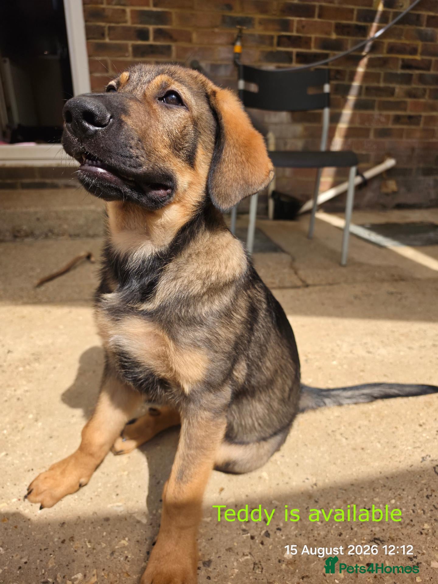 Mixed Breed dogs Stunning German Shepherd,Australian Kelpie Puppies - Advert 2