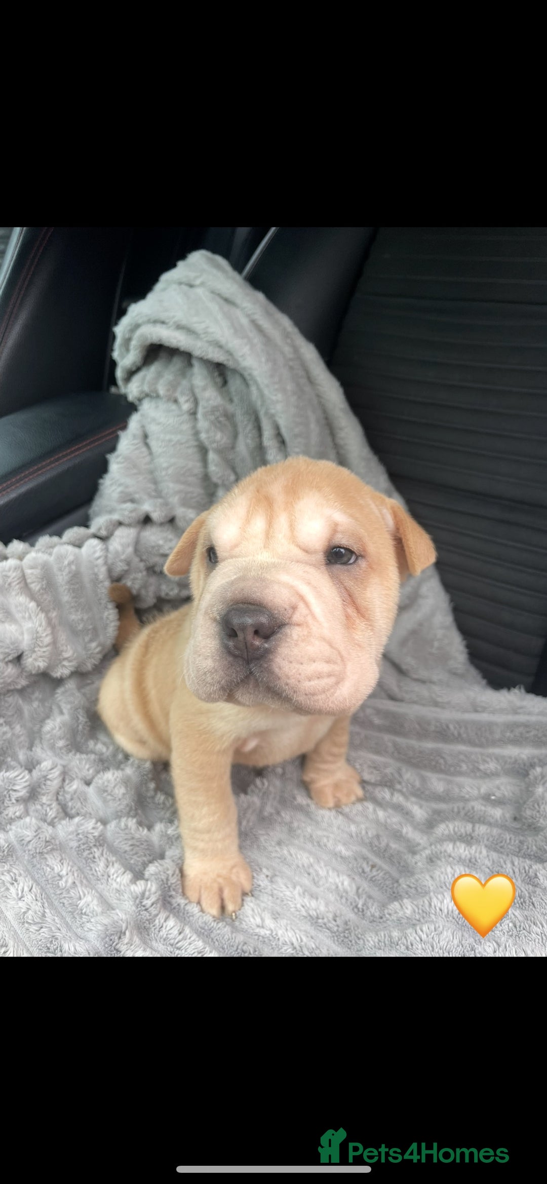 Shar Pei dogs for sale: Shar Pei Puppies  - Image 12