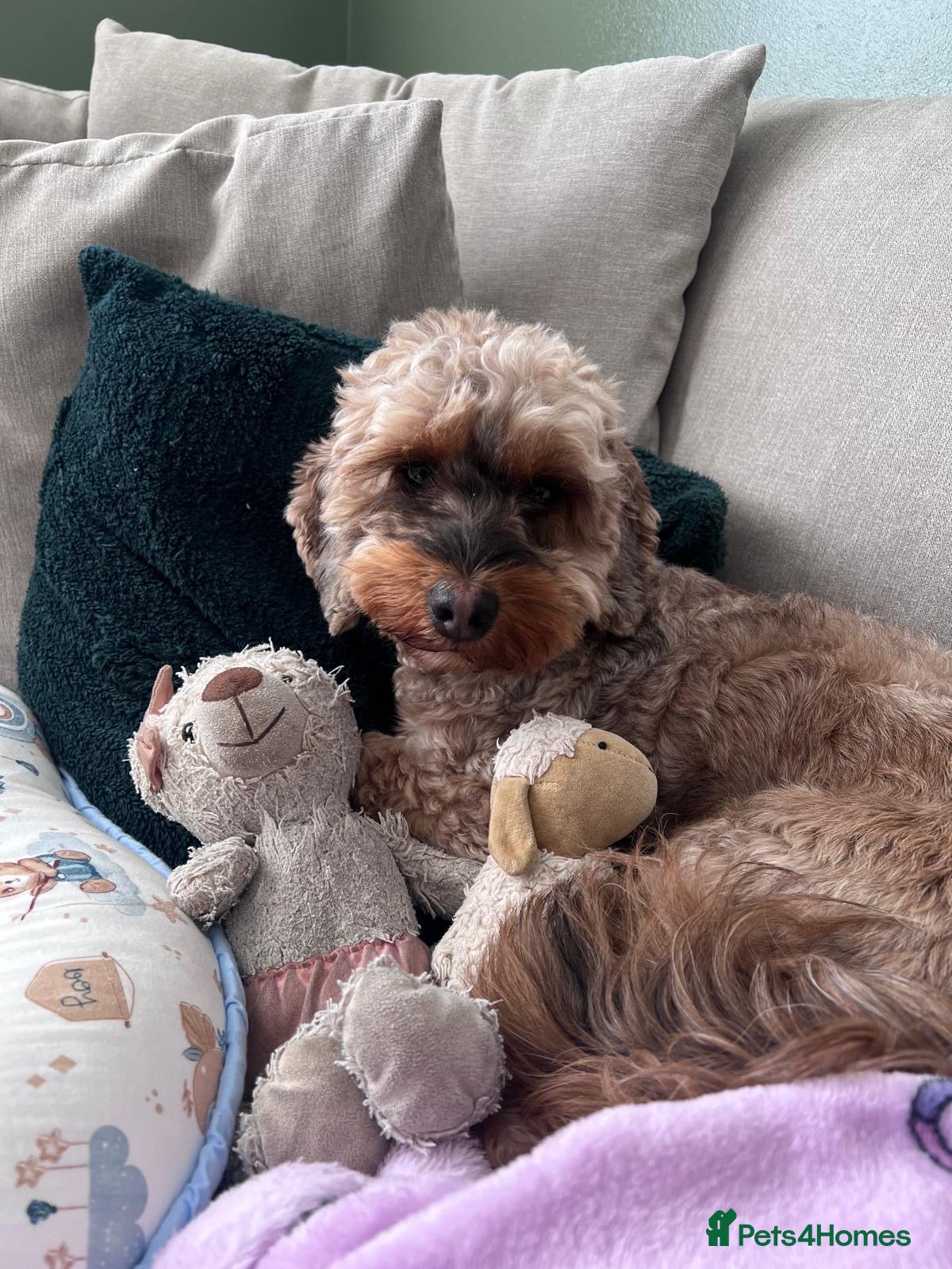 Cockapoo dogs Gorgeous Cockapoo Puppies 🐾 - Advert 2