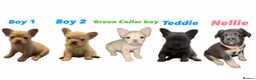 French Bulldog dogs for sale: REDUCED! Fluffy French Bulldog Puppies  - Advert 16