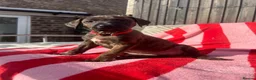 Mixed Breed dogs for sale: Rhodesian Ridgeback x Bull Lurcher - Advert 12