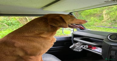 Labrador Retriever dogs - Advert 11