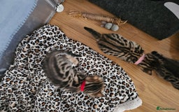 Bengal cats for sale: Bengal beauties - Image 12