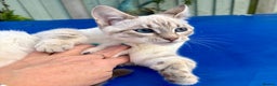 Keetso cats for sale: Superb polydactyl girl - Advert 25