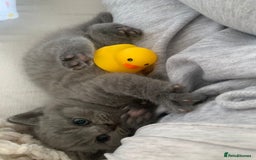 British Shorthair cats for sale: Stunning British Shorthair ready to reserve  - Image 27