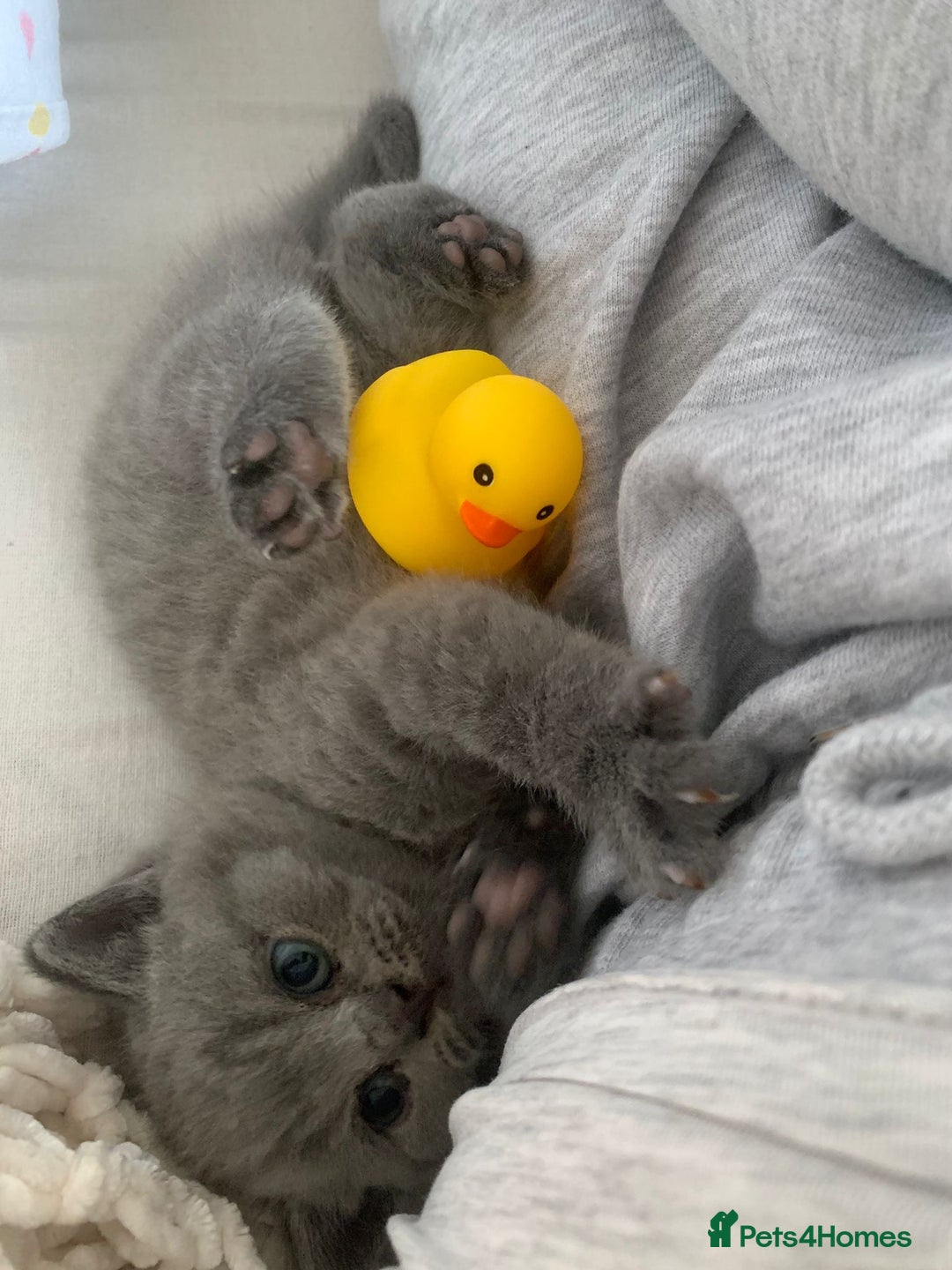 British Shorthair cats for sale: Stunning British Shorthair ready to reserve  - Image 27