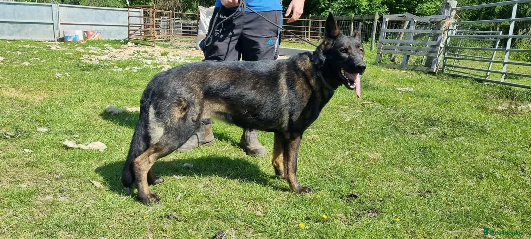 German Shepherd dogs for sale: German shepherd Czech line pups kc registered  - Advert 3