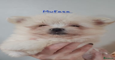 Mixed Breed dogs - Advert 2