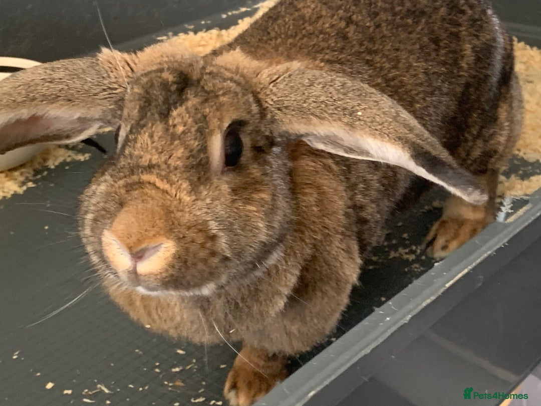 Mixed Breed rabbits for sale: Beautiful Mixed Girl Rabbit  - Image 1