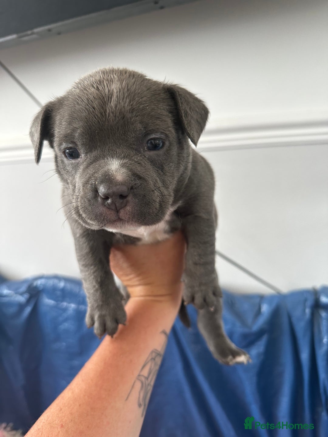 American Bully dogs for sale: ABKC pocket bully - Image 3