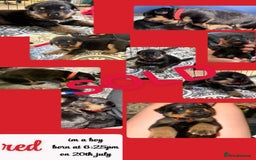 Rottweiler dogs for sale: Rottweiler Champion bloodline  - Image 24