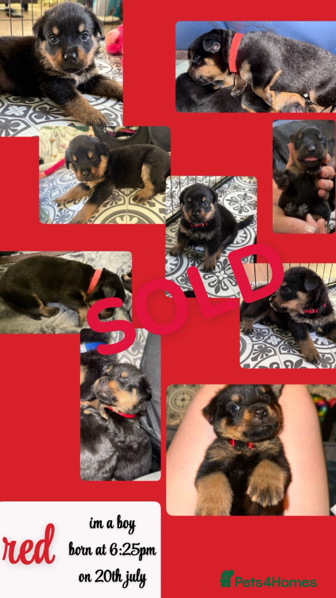 Rottweiler dogs for sale: Rottweiler Champion bloodline  - Image 24