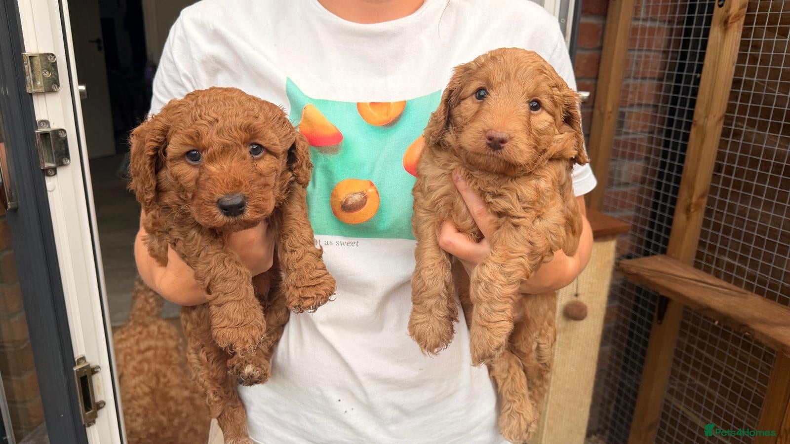 Cockapoo dogs Cockapoo puppies  - Advert 1