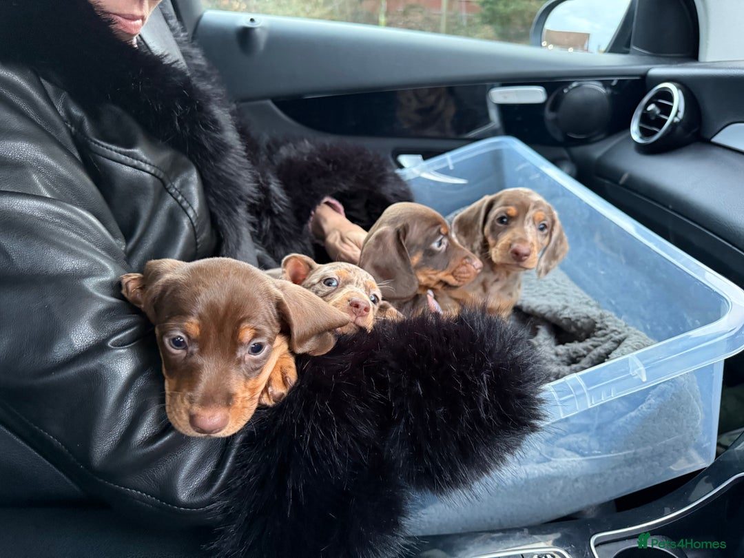 Miniature Dachshund dogs for sale: Mini Dachshunds  - Advert 25