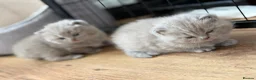 British Shorthair cats for stud: PROVEN! HEALTH TESTED! Stud  ** ) - Advert 8