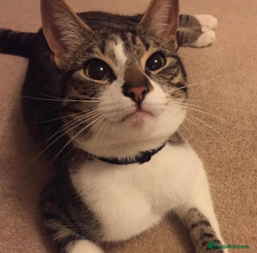 Domestic Shorthair cats for sale: BEAUTIFUL DOMESTIC FELINE CAT - Advert 1