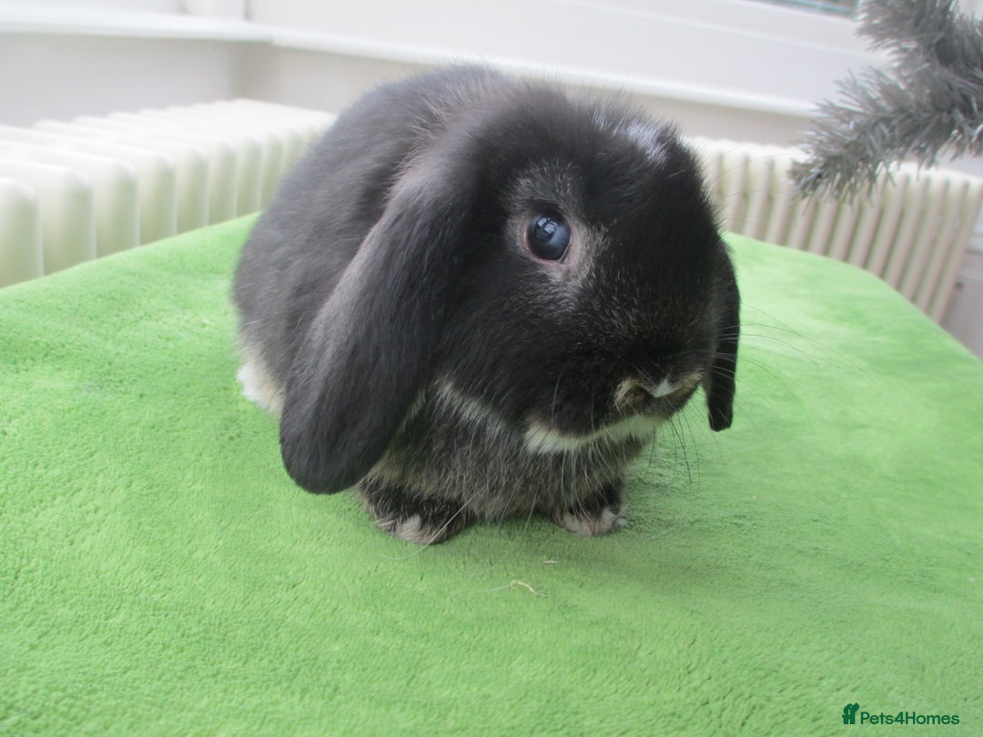 Mini Lop rabbits for sale: Baby Mini Lops - Advert 4