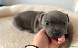Staffordshire Bull Terrier dogs for sale: Staffordshire -Blue  Puppies  for sale   - Image 6