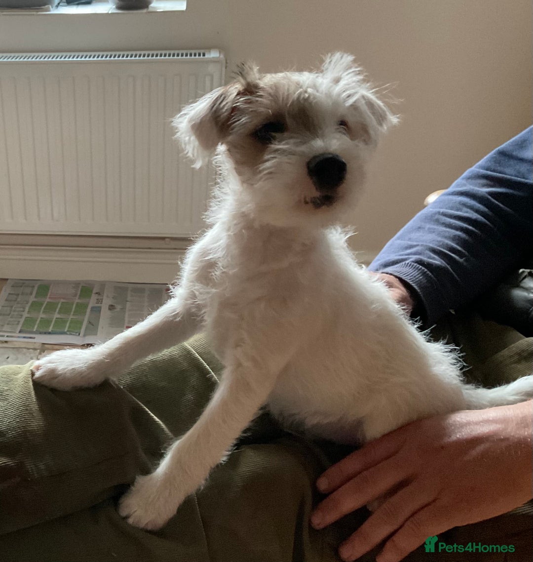 Parson Russell dogs for sale: Gorgeous Parson Russell Boy Puppy - Advert 9