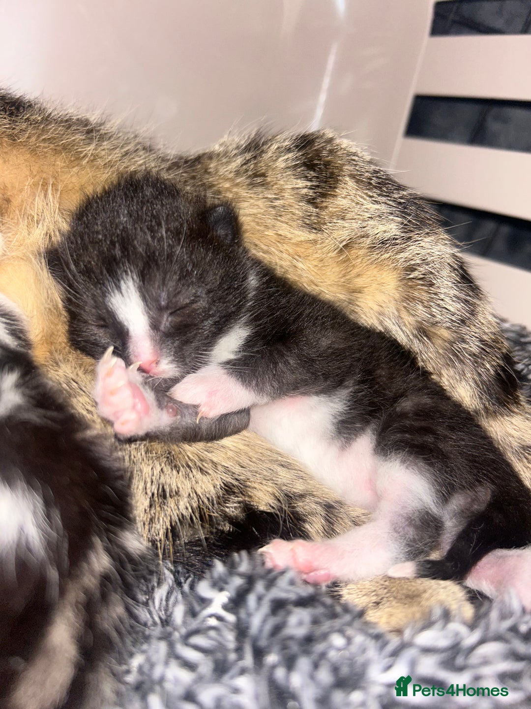 Mixed Breed cats for sale: Fluffy Tux Male Called Bluey  - Advert 5