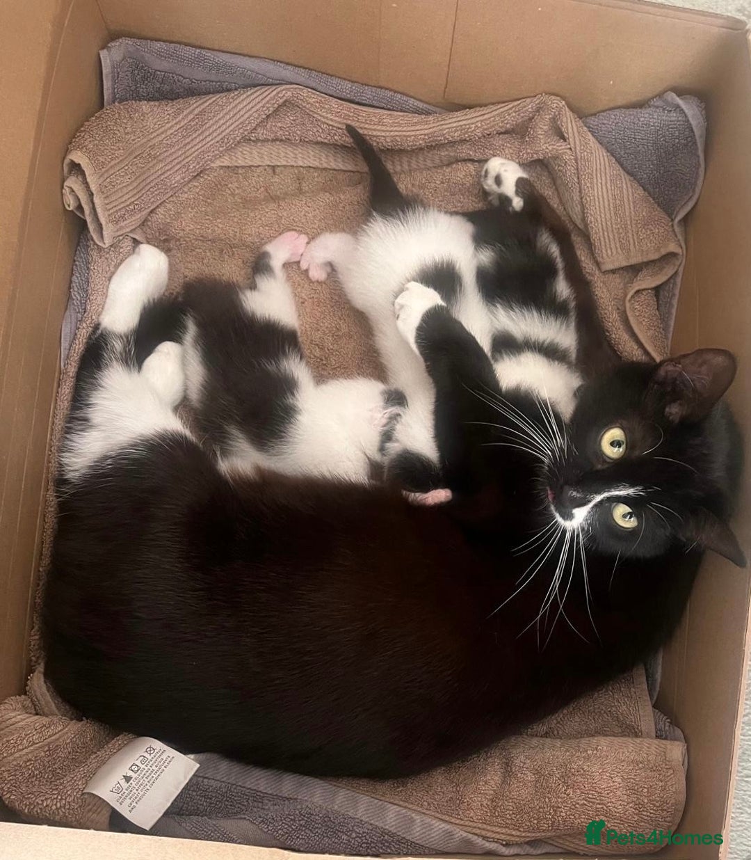 Mixed Breed cats for sale: 🐾 2 Super Friendly Male Kittens–Ready to Leave 🐾 - Image 3