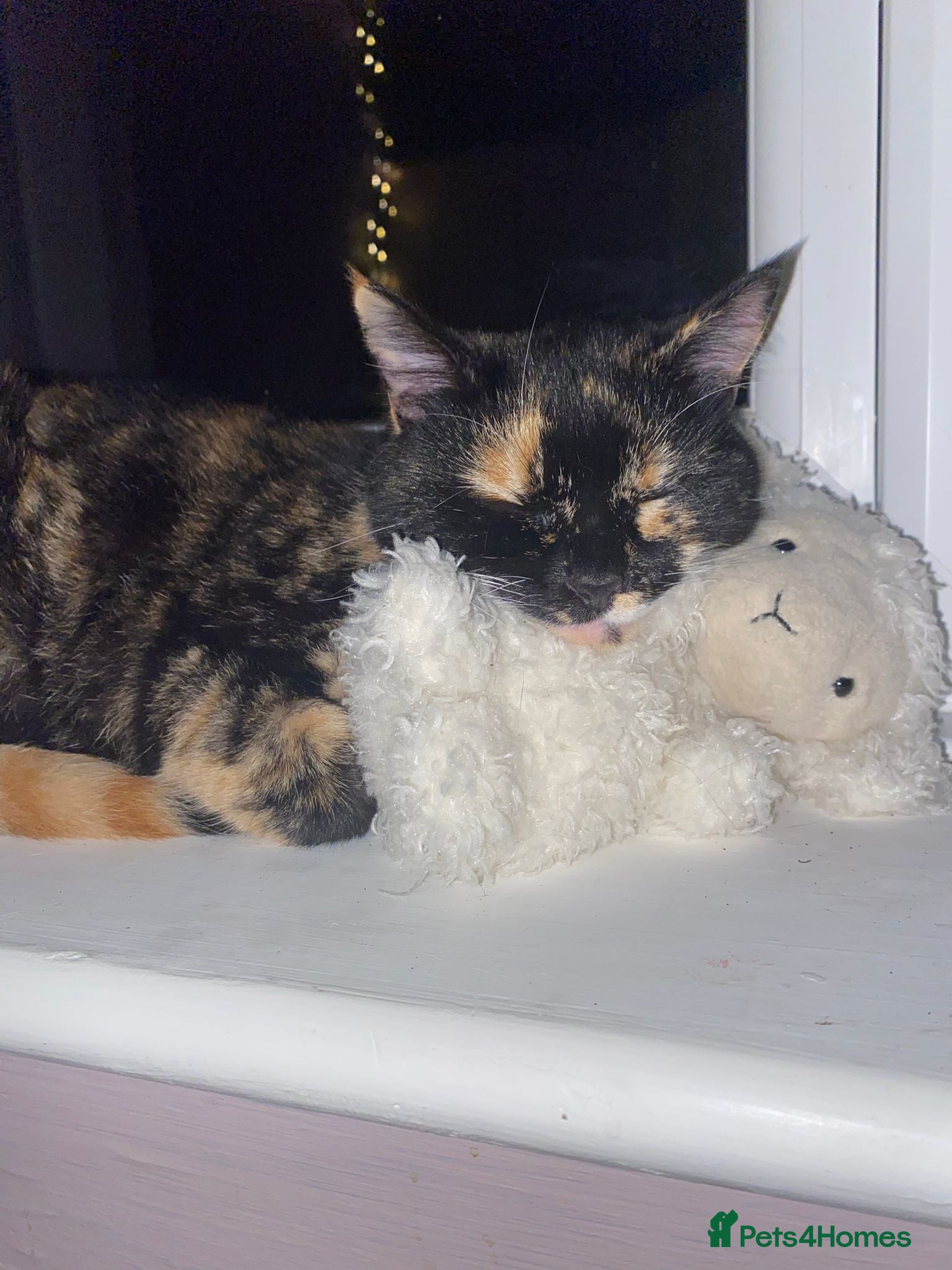 Mixed Breed cats 4 beautiful female kittens  - Advert 1