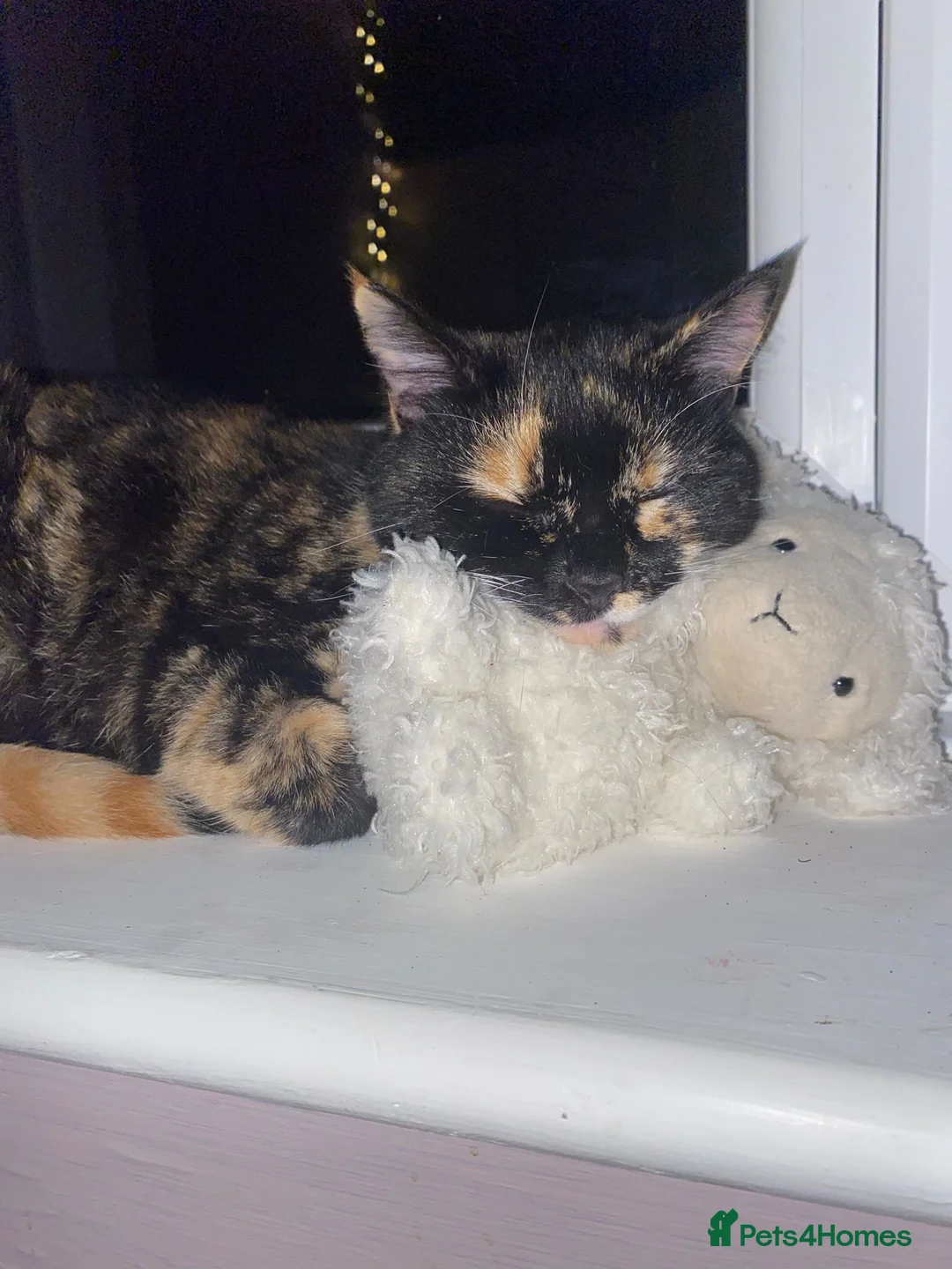 Mixed Breed cats for sale: 4 beautiful female kittens  - Advert 1