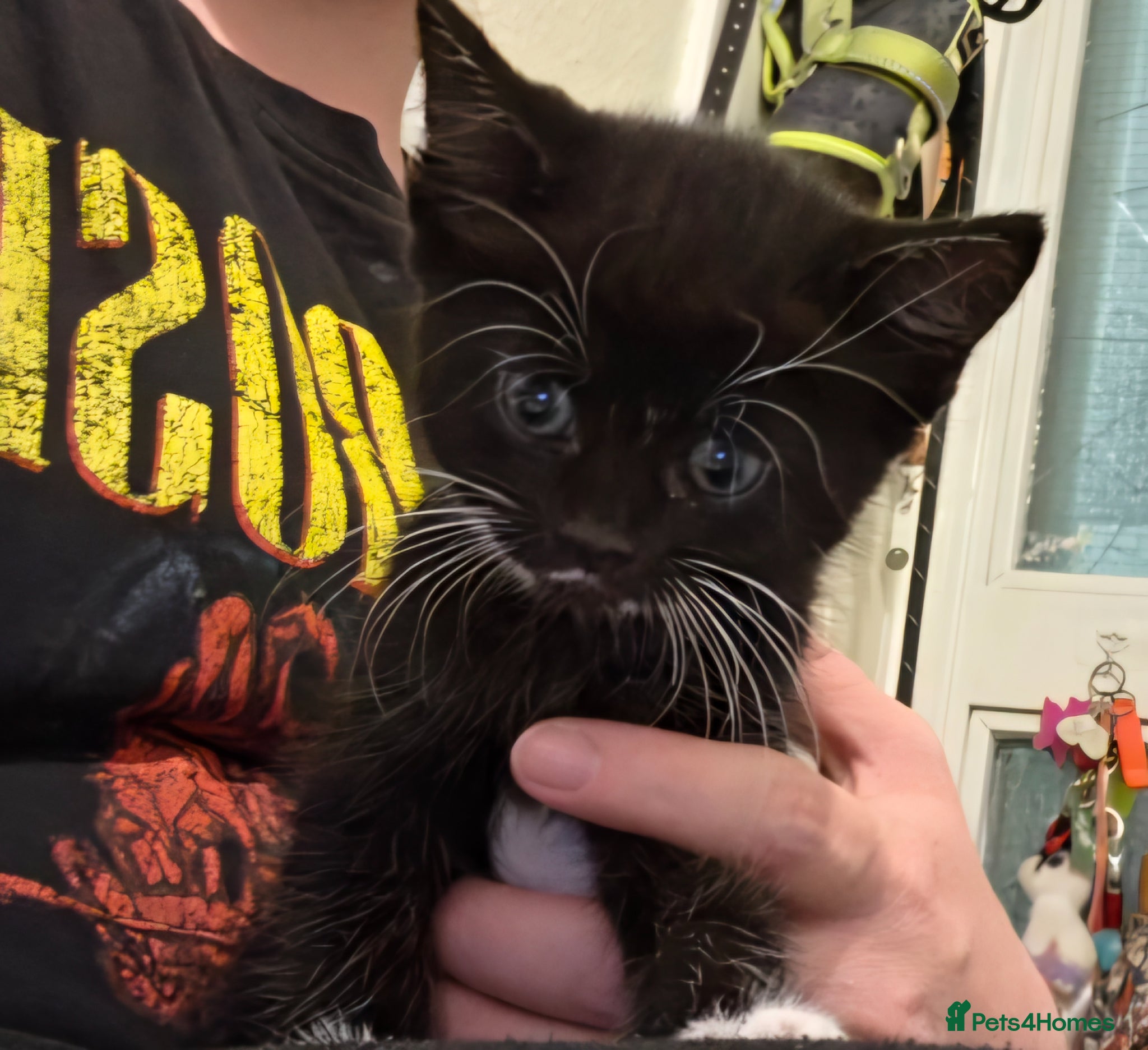 Domestic Shorthair cats Last adorable, adventurous female - READY TO GO - Advert 9