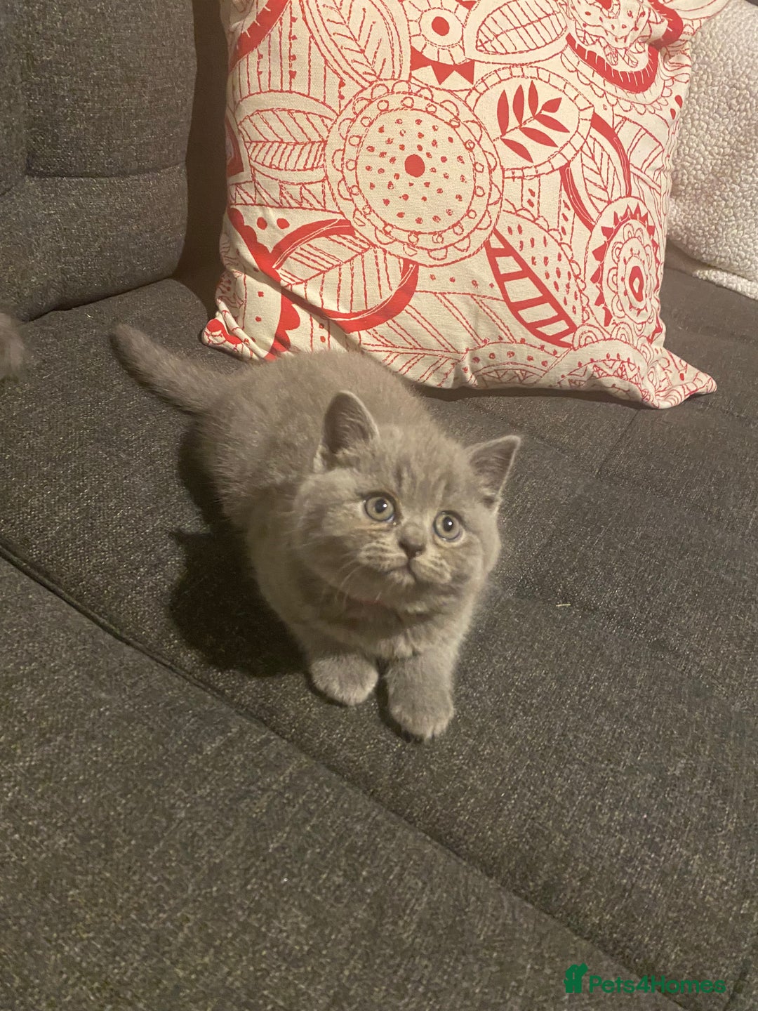 British Shorthair cats for sale: Stunning British short hair GCCF/TICA - Advert 12