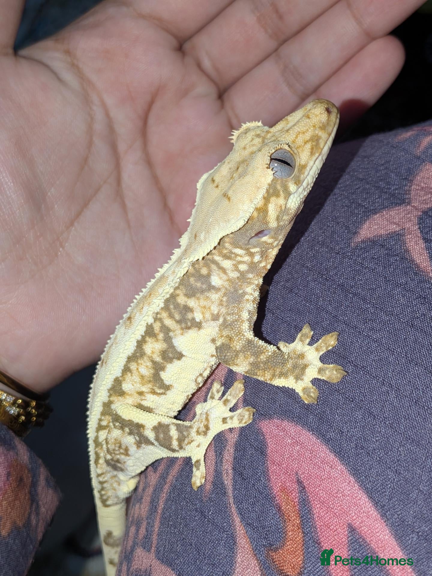 Gecko reptiles Various crested geckos  - Advert 1