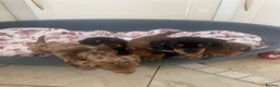 Dachshund dogs for sale: 5 lovely dachshund pups - Advert 7