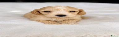 Cockapoo 1