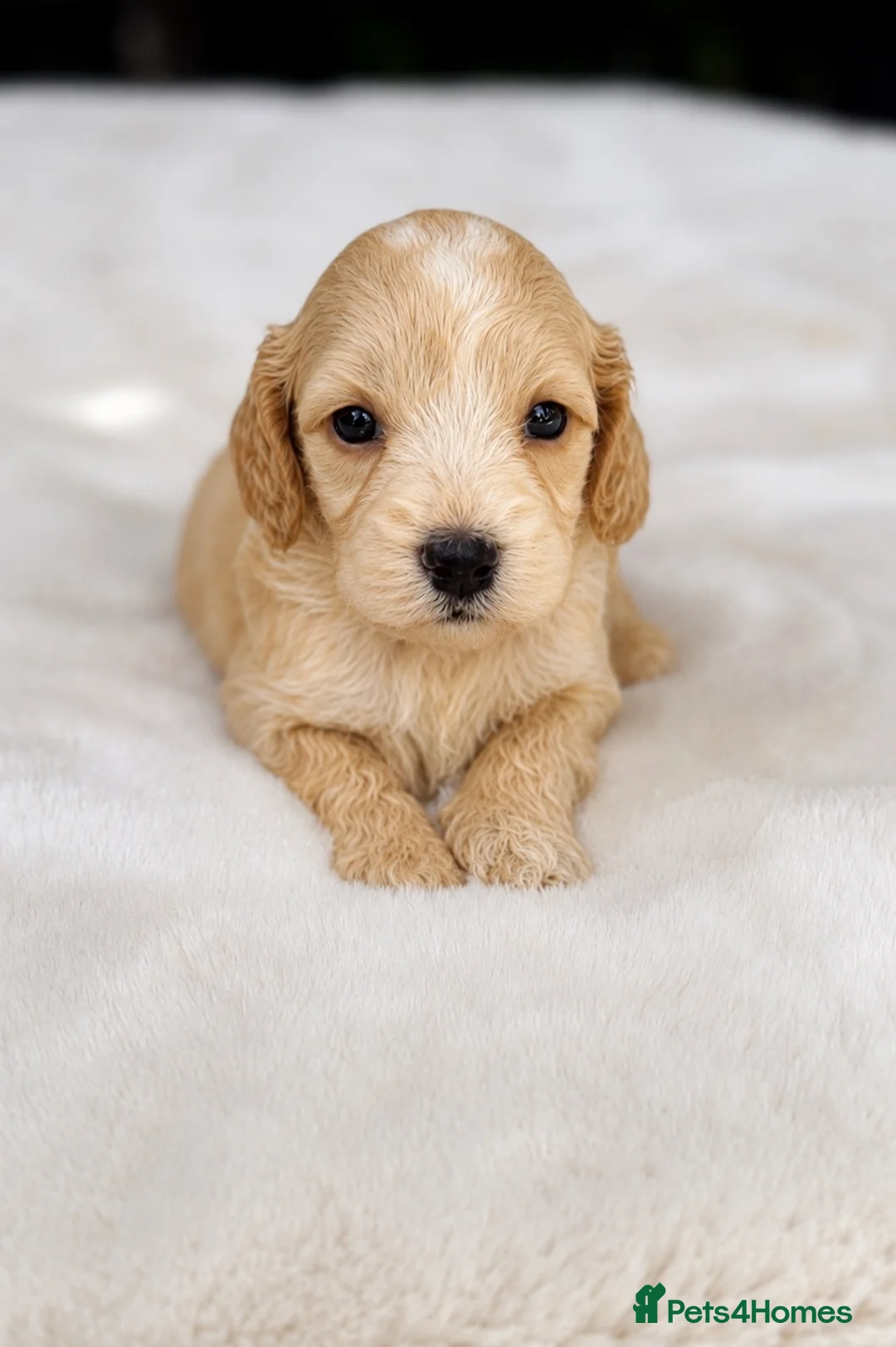 Cockapoo dogs for sale: F1 stunning cockapoos  in Doncaster - Advert 11