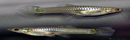 Catfish fish for sale: Aquarium fish, shrimp, and plants. WIDE selection - Advert 18