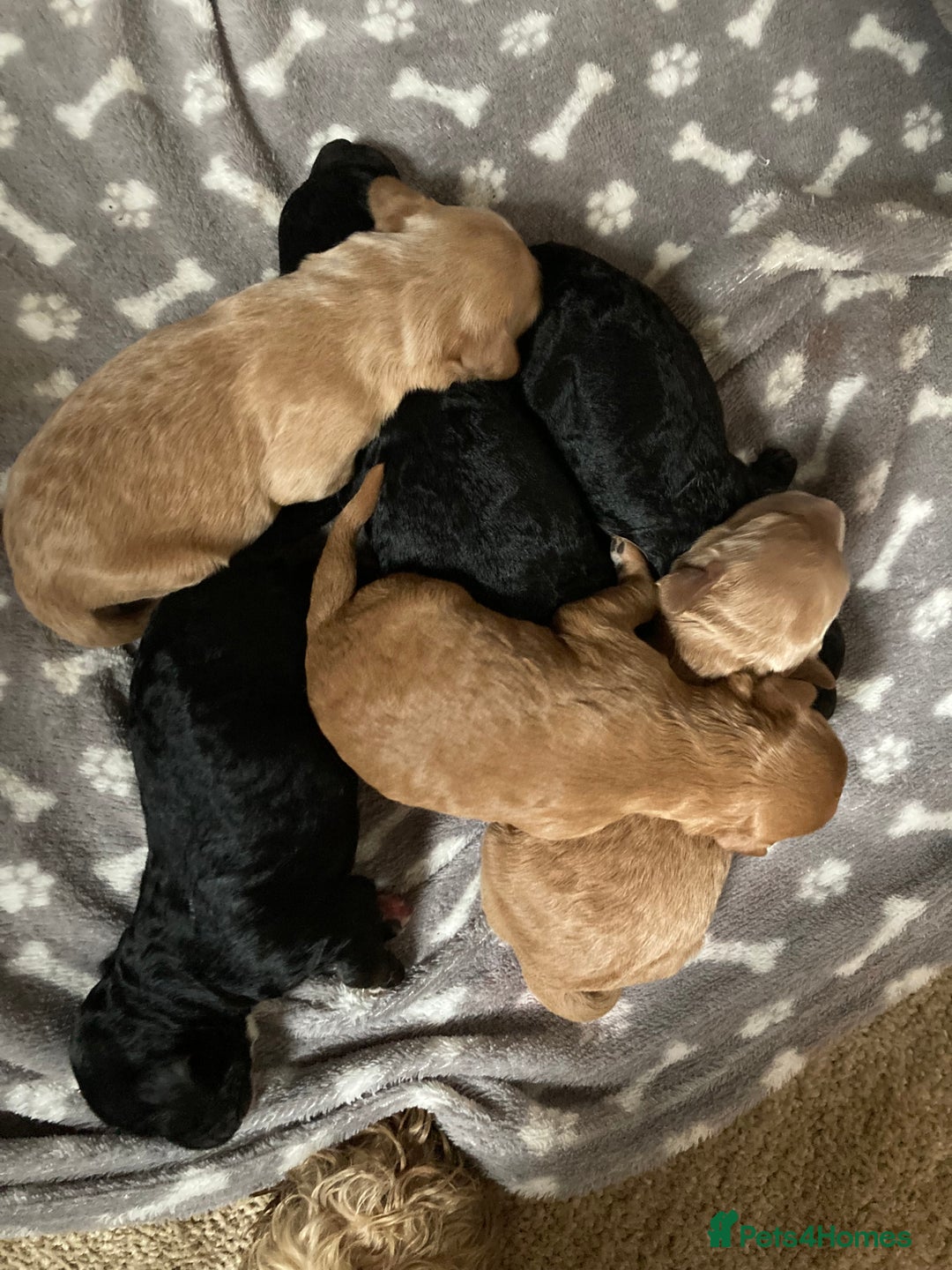 Goldendoodle dogs for sale: Miniature F1B Goldendoodle puppies - Image 2