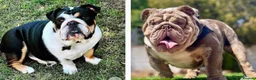 English Bulldog dogs for sale: Beautiful English bulldog puppies  in Cardiff - Advert 12
