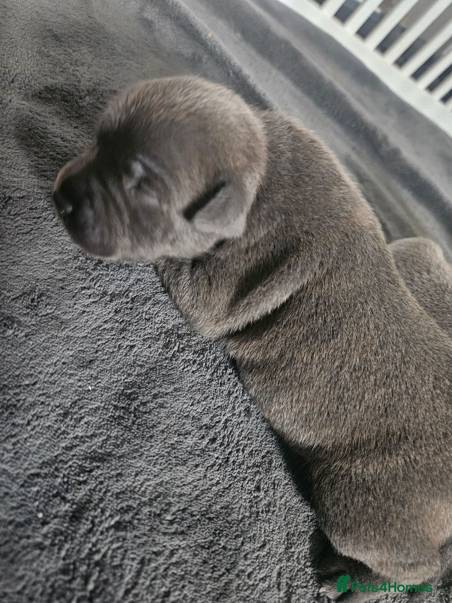 Staffordshire Bull Terrier dogs Staffordshire Bull Terrier Puppies 🐾 - Advert 5