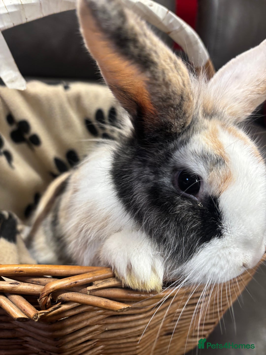 Lionhead rabbits for sale: Lionhead x rabbits for sale  - Advert 5