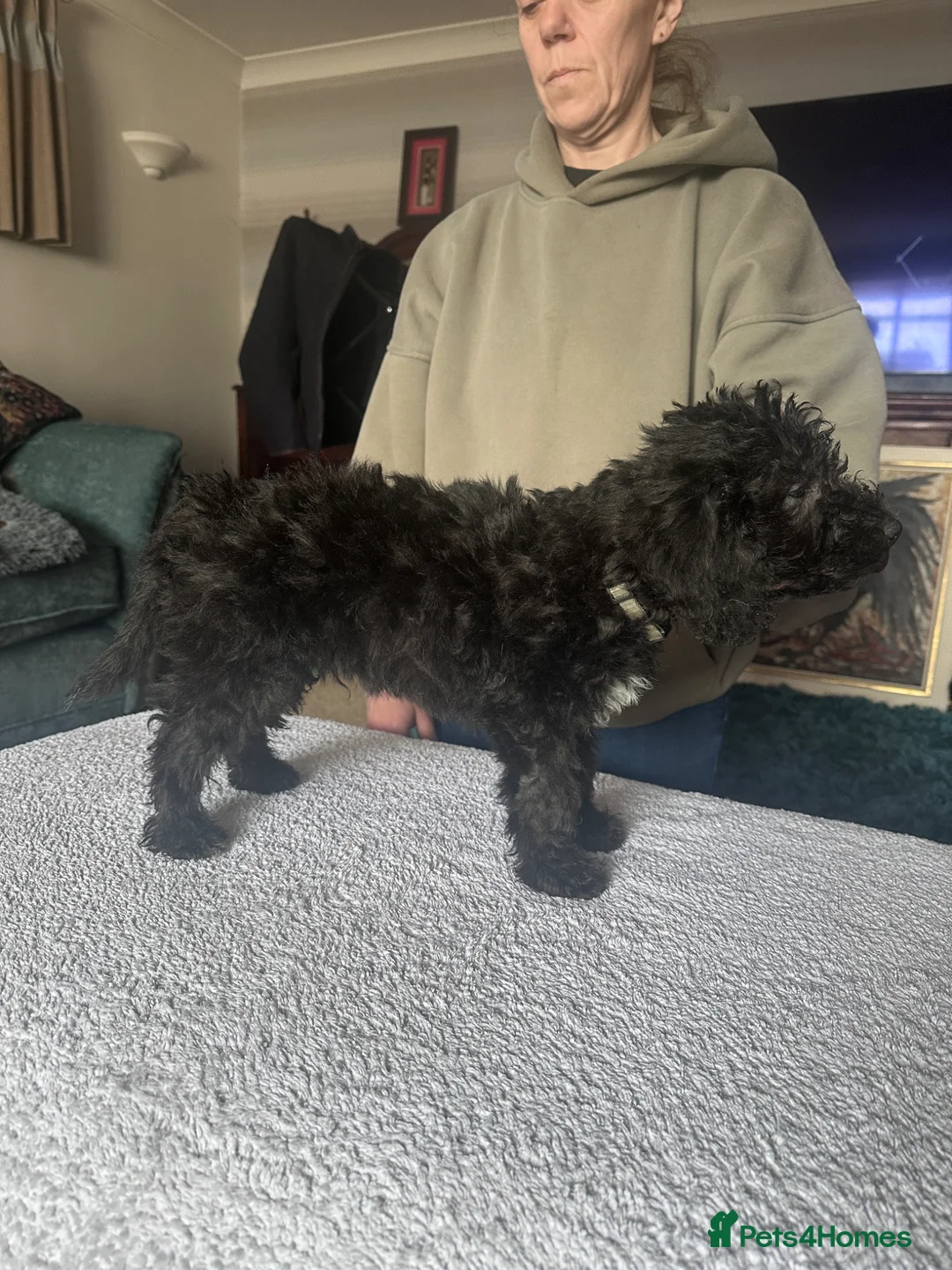 Bedlington Terrier dogs for sale: Exceptional KC Registered Bedlington Terrier puppy in Grimsby - Advert 2