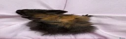 Guinea Pig rodents for sale: Really friendly bonded baby boys available  - Advert 14