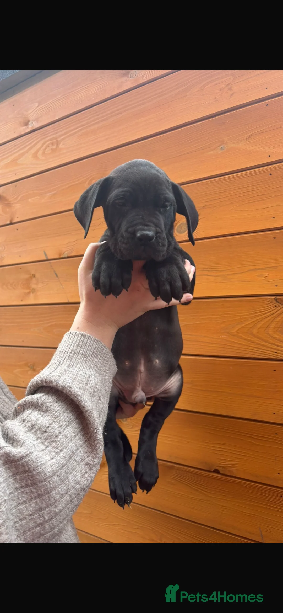 Presa Canario dogs for sale: Presa Canario puppies REDUCED  - Advert 25
