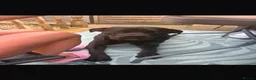 Mixed Breed dogs for sale: Cane Corso/Great Dane in Scunthorpe - Advert 4