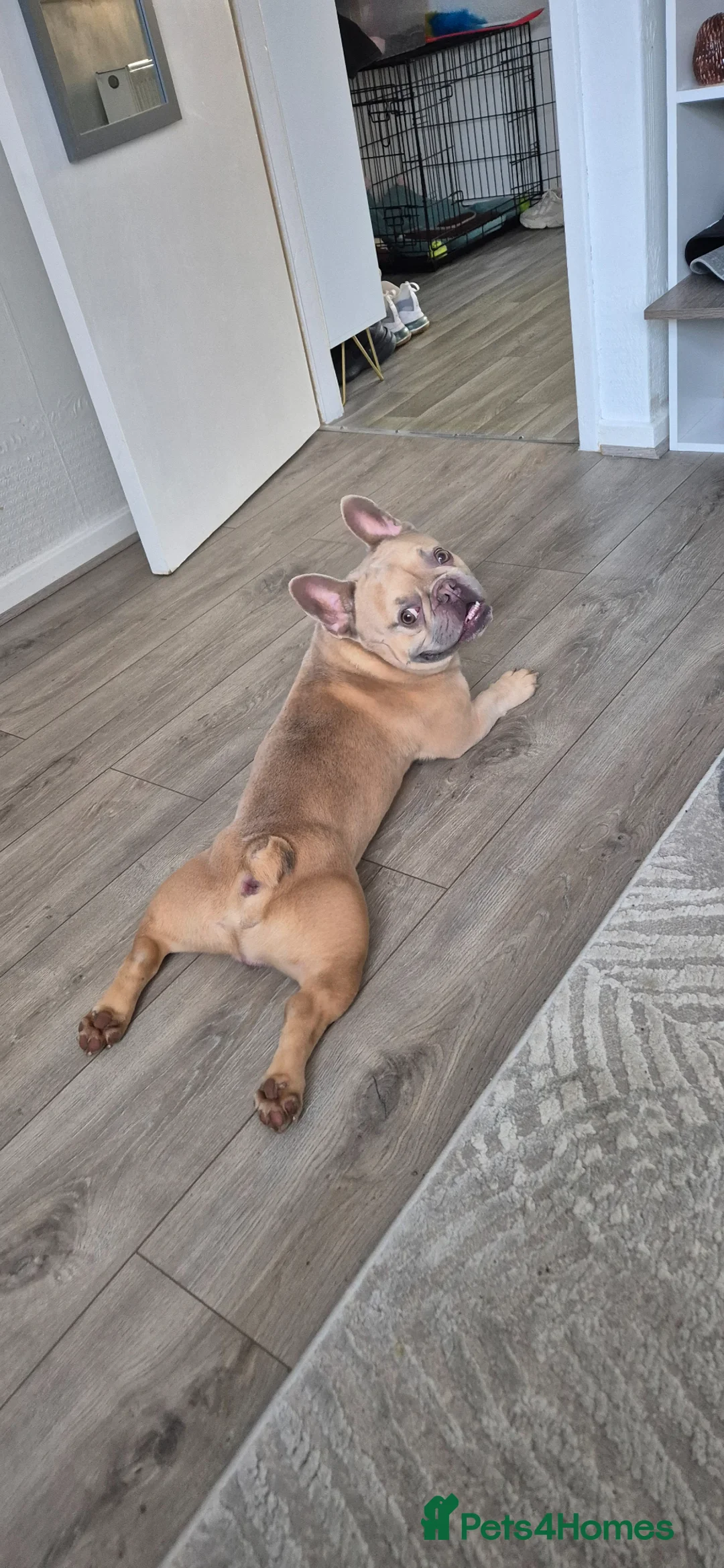 French Bulldog dogs for sale: French bulldog  - Advert 1