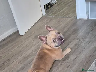 French Bulldog dogs French bulldog - Advert 9