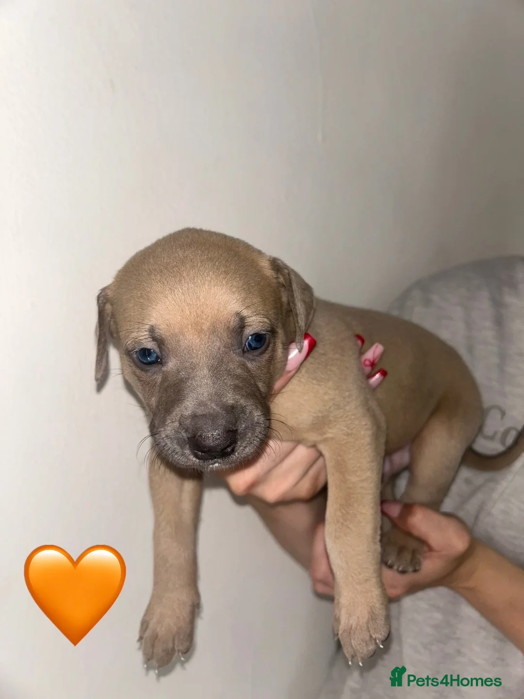 Mixed Breed dogs for sale: Bull lurchers in Leek - Advert 30