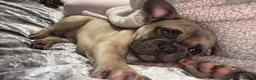 French Bulldog dogs for sale: Male French Bulldog – 2 Years Old in August in Romsey - Advert 3