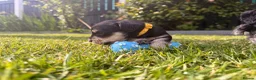 Miniature Schnauzer dogs for sale: Beautiful Black And Silver Mini Schnauzer Puppies - Advert 15